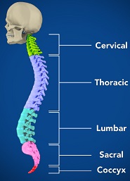 Lumbar Spine Anatomy | TMI Sports Medicine and Orthopedic Surgery